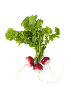 Fresh radishes with leaves
