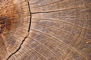 cross-sectional cut of tree