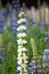 White Bluebonnet flower (Lupinus texensis) in garden