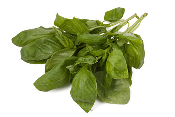 bunch of fresh basil leaves isolated on white background