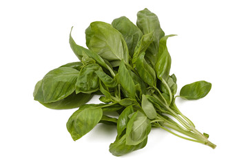 bunch of fresh basil leaves isolated