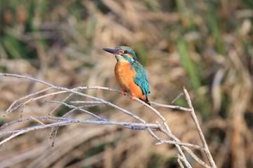 野生のカワセミ