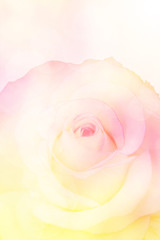 Fototapeta na wymiar Sweet color rose in soft color and blur style for background