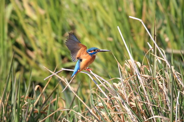 野生のカワセミ