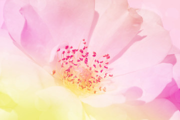 Sweet color rose in soft color and blur style for background