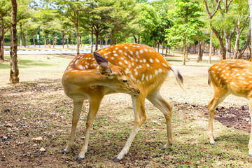 Deer patterned lovely spot deer in the wild 