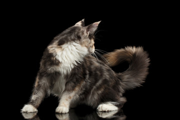 Fototapeta na wymiar Playful Maine Coon Cat Looks at his Tail Isolated on Black Background