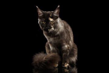 Maine Coon Cat Sitting with Furry Tail and Looks Grumpy Isolated on Black Background, Front view