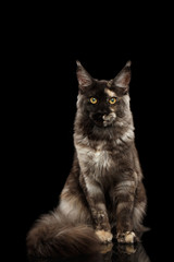 Fototapeta na wymiar Maine Coon Cat Sitting with Furry Tail and Looking in Camera Isolated on Black Background, Front view