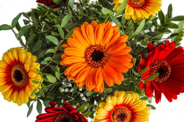 Gerbera