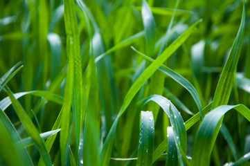 Young wheat with water drops in morning