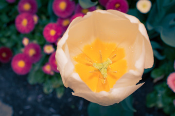 Fr&uuml;hlingsblumen