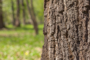 Tree bark close up, blurred green forest on the background