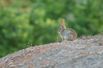 Side view of rabbit at the edge