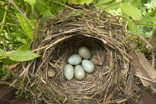 Amselnest mit 5 Eiern