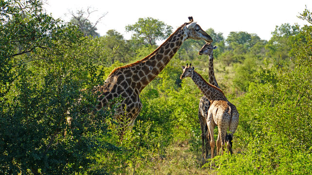 Giraffen in Südafrika/Giraffen im Krüger Nationalpark in Südafrika