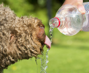 Brown dog is drinking water from the bottle. The person is pouring fresh water from a big bottle. The temperature is very high for the dog outdoor. The dog needs always fresh water.