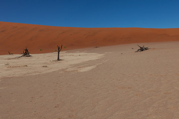 Tote Akazienbäume im Deadvlei in der Namib-Wüste - Namib-Naukl
