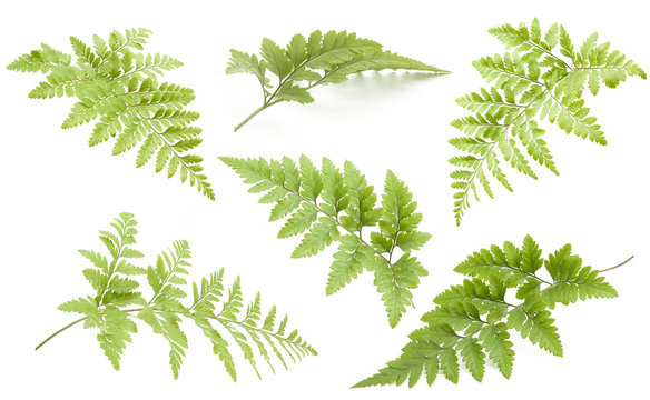 beautiful collection fern  isolated