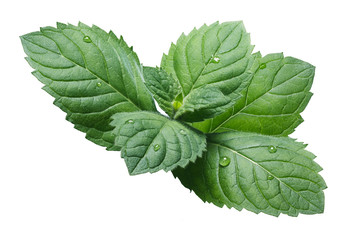 Fresh peppermint leaves (Mentha Piperita)