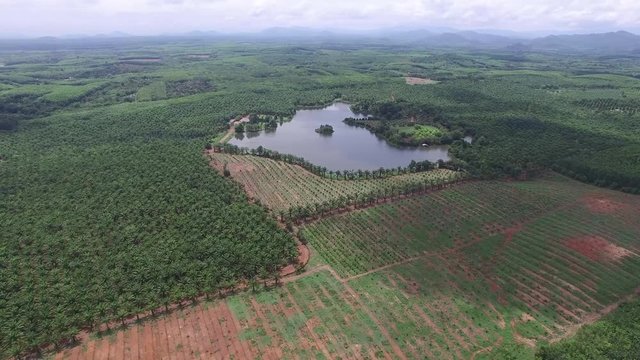 Aerial view agricultural farming land growing fruit and vegetable , Thailand
