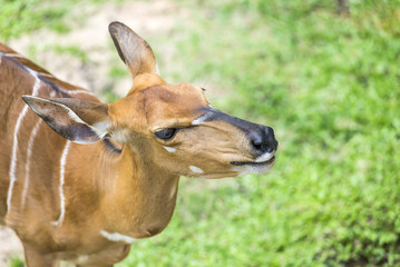 Young male impala antelope.