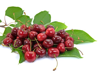 Süßkirschen, Prunus avium,  Vogel-Kirschen