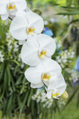 phalaenopsis Orchid, white orchid of thailand.