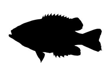Rock Bass (Ambloplites Rupstris) silhouette isolated over a whit