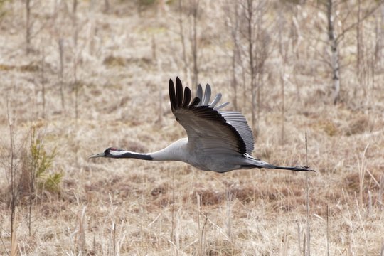Common Crane (grus grus) flying above wetland in spring. Closeup image of big bird with wings wide spread.