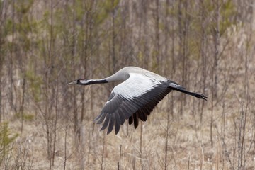 Common Crane (grus grus) flying above wetland in spring. Closeup image of big bird with wings wide spread.