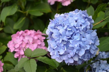 アジサイ（青・ピンク）