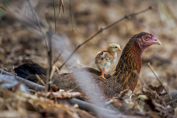 The chick on the back of the hens