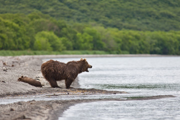 Bear with bear cubs