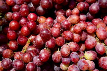 Red wine grapes background/ dark grapes, blue grapes , Red Grape , Vitis vinifera L. , VITACEAE , Cardinal Grape , Emperor Grape