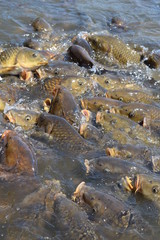 池で餌付け中の鯉