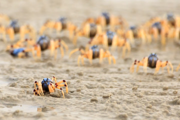 Obraz premium Soldier Crabs