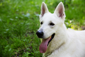 White Swiss shepherd dog