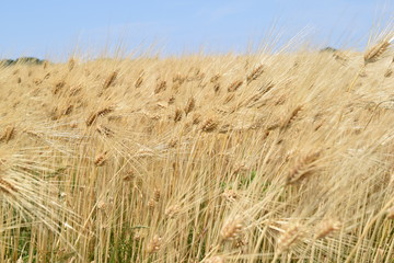 麦畑／山形県の庄内地方で、麦畑を撮影した写真です。