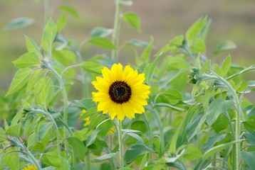 早咲きのひまわり