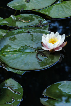 Fototapeta Pale pink water lily on the leaf
