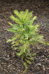 Wollemi pine living fossil plant