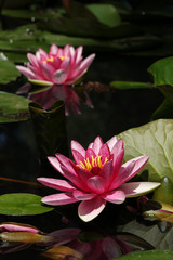 Two red water lilies 