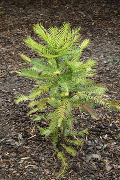 Wollemi Pine Living Fossil Plant