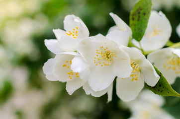 Fototapeta na wymiar Blooming jasmine bush in the garden