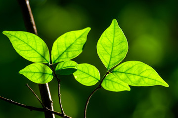 Fototapeta na wymiar Budding leaves