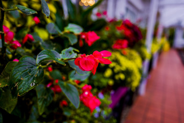 Obraz premium gardens