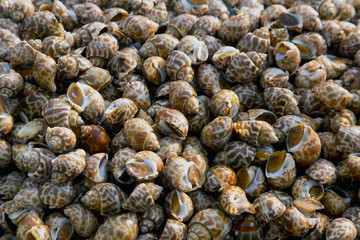 Close up Babylonia areolata or Spotted babylon at seafood market