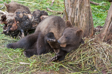 Obraz na płótnie Canvas Bear cubs