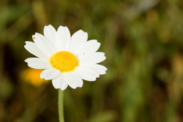 Obraz premium Macro of wild daisies in the field